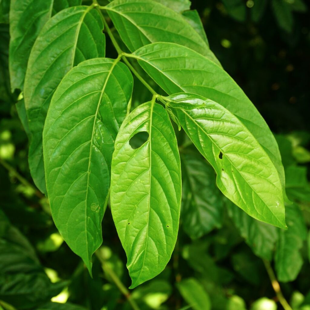 Estratti Naturali ad Ultrasuoni